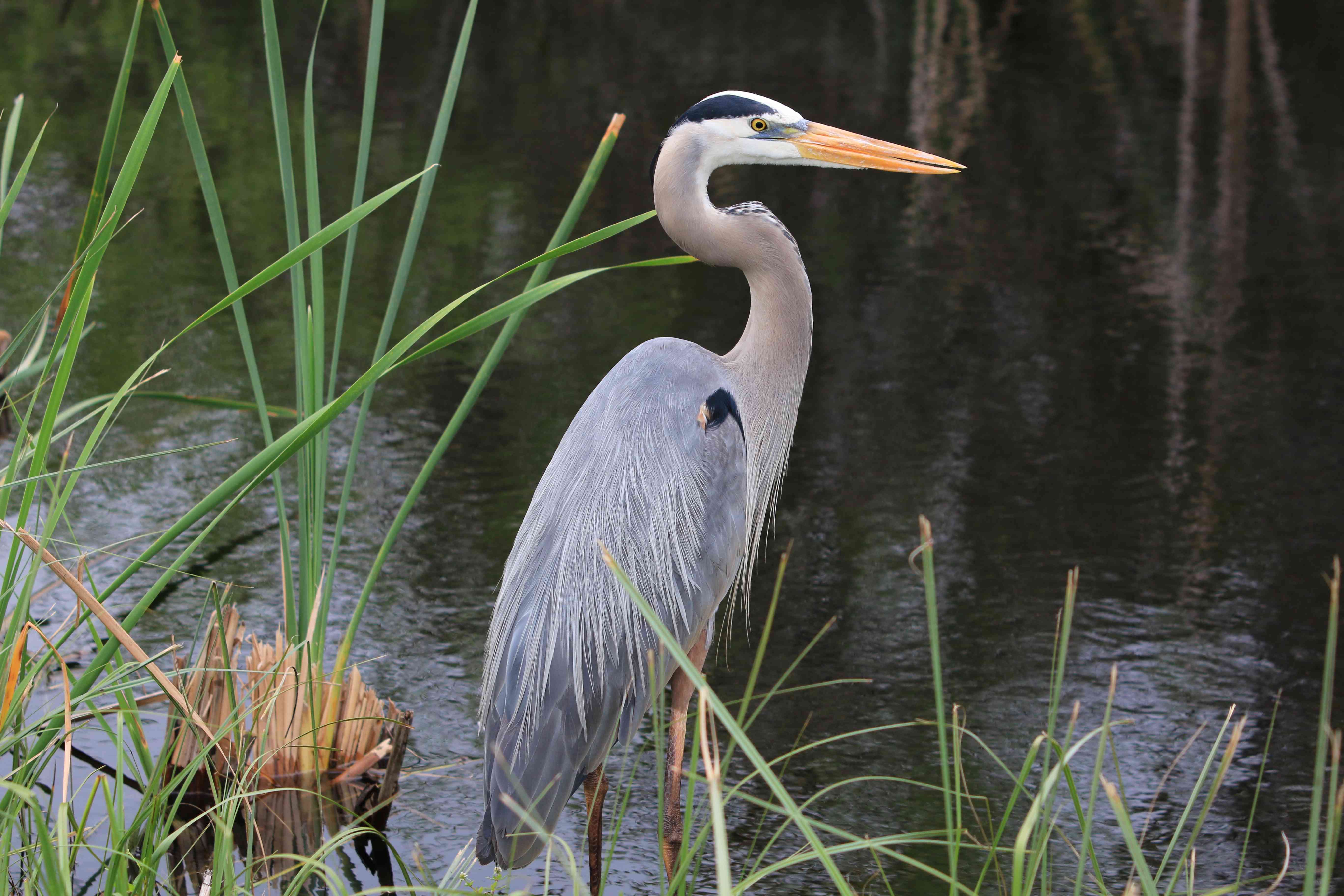 Great Blue Heron